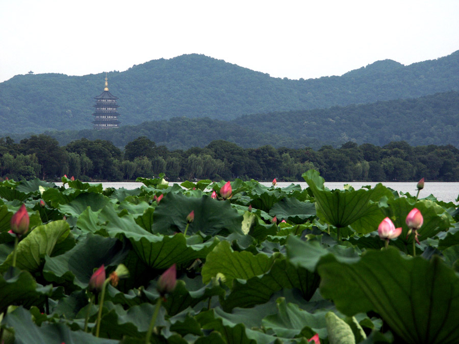 雷峰塔 摄影 安安爸