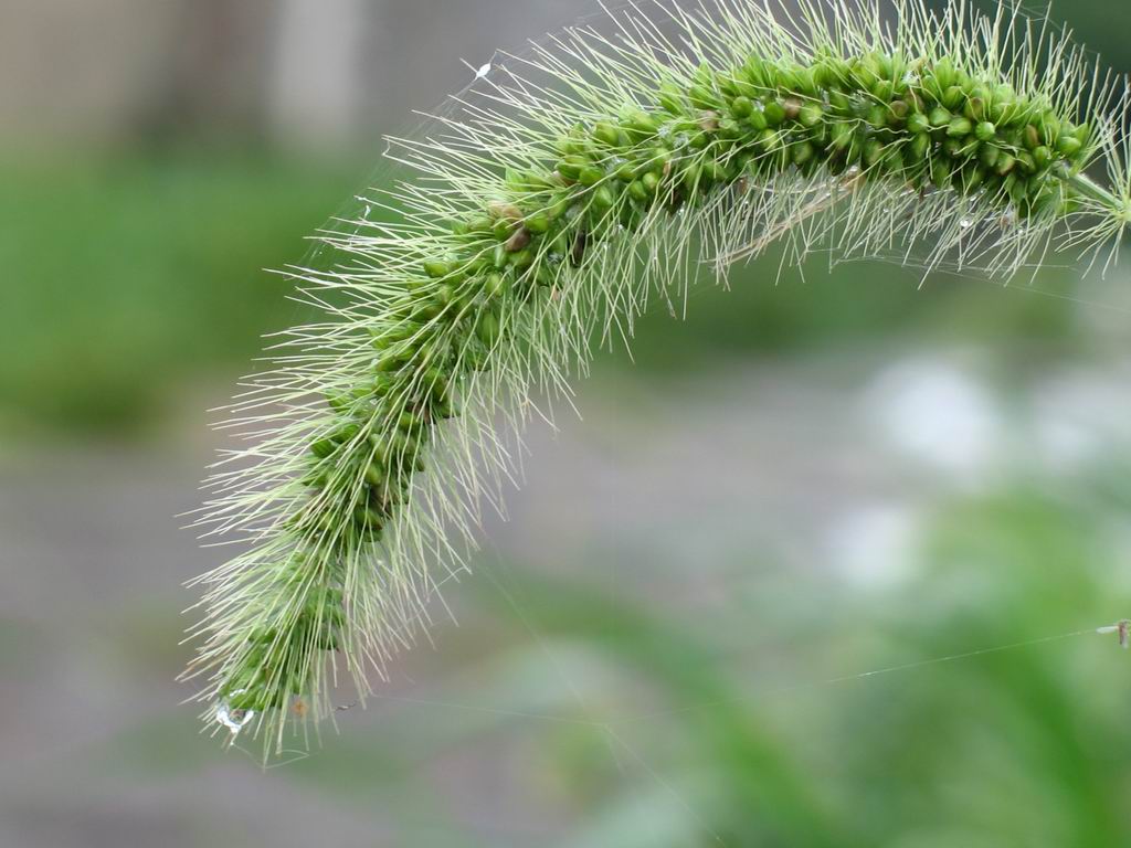 狗尾巴草 摄影 cadano