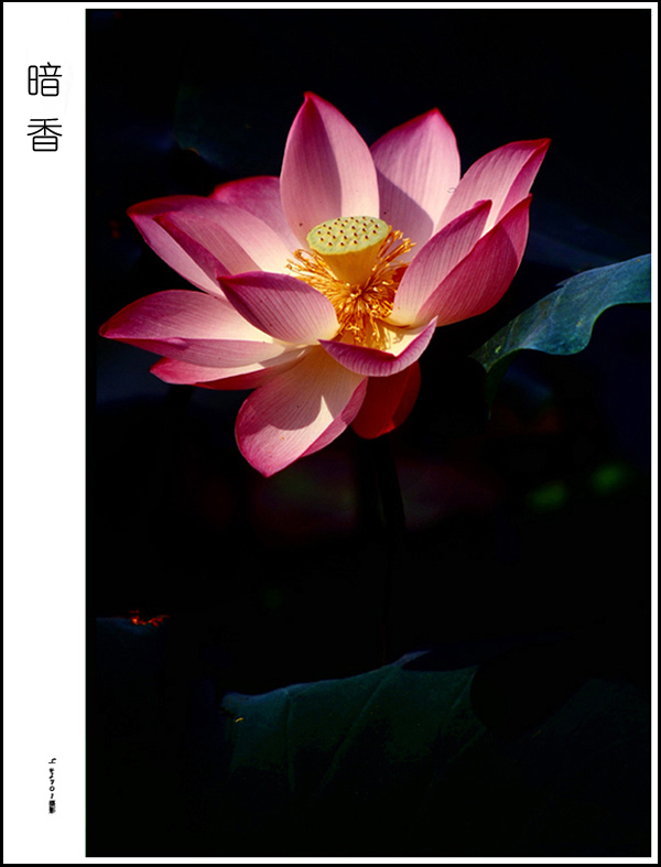 暗香 摄影 lyj