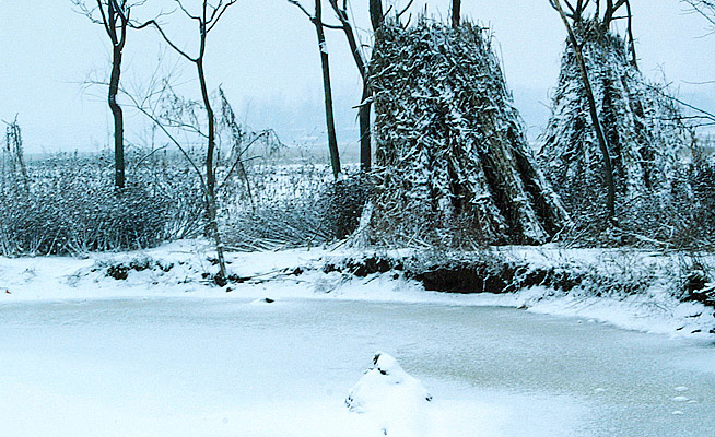 雪后的池塘边 摄影 wangruifan