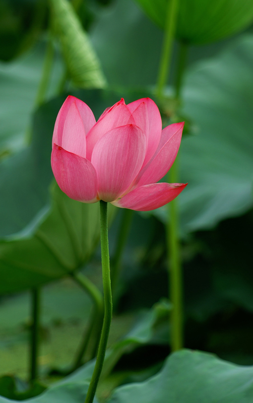 荷花2 摄影 神仙鱼