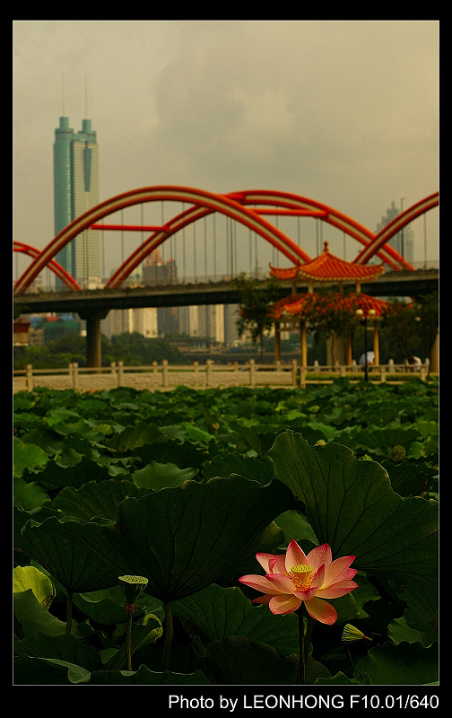 花园城市 摄影 快门杀手