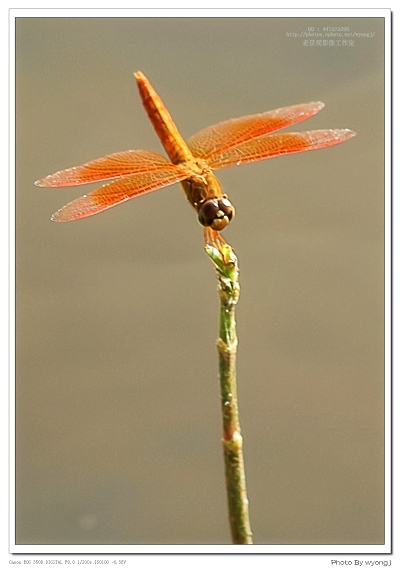 蜻蜓 摄影 wyongj