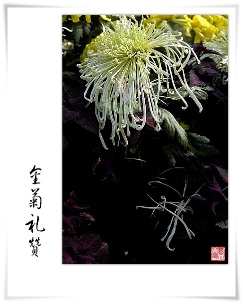 菊花赋 摄影 山野布衣