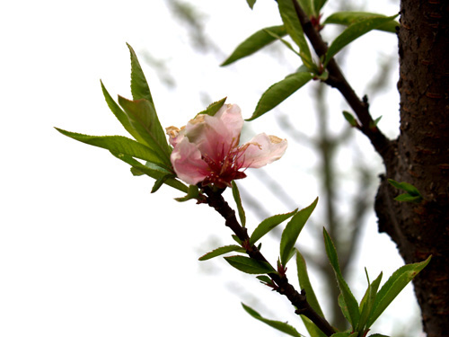 桃花 摄影 xuelanghu