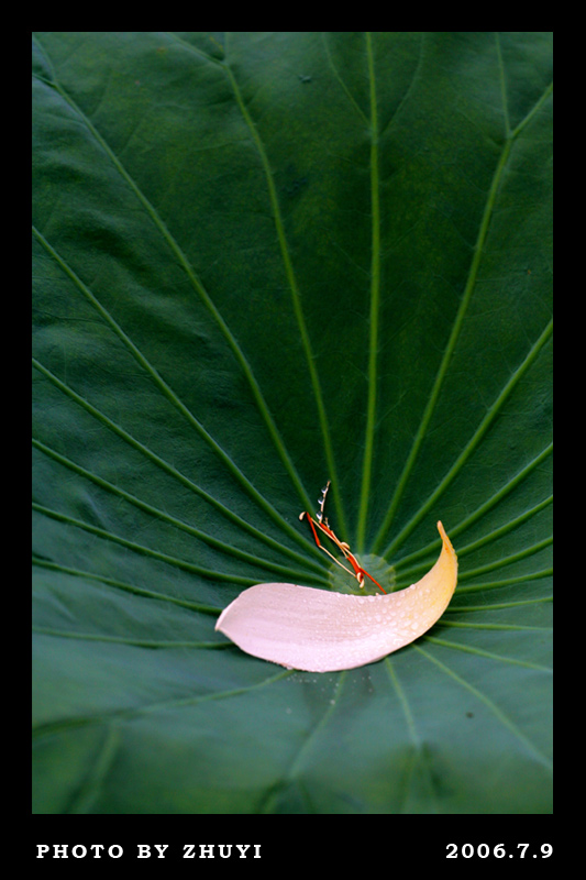 花瓣为痕 摄影 小讨厌