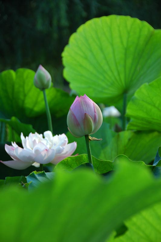 荷花 摄影 子杰