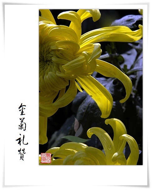 菊花赋 摄影 山野布衣