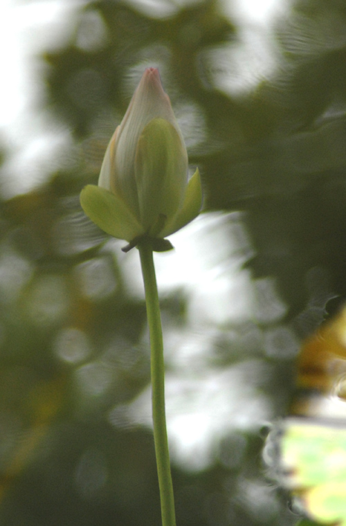 芙蓉仙子 摄影 老骡子