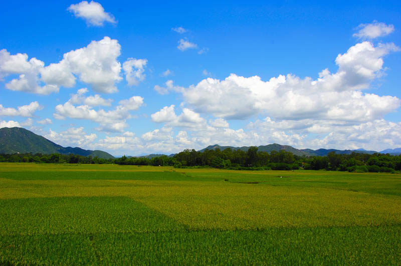 夏日田野 摄影 chenjenai