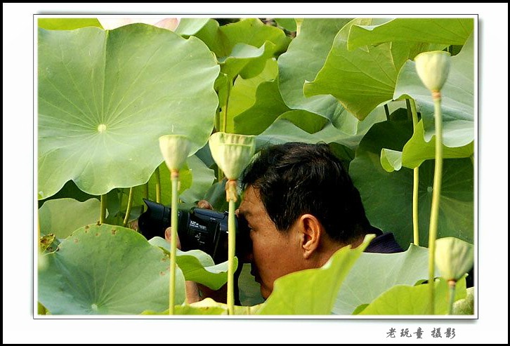 我拍荷花 摄影 老山东