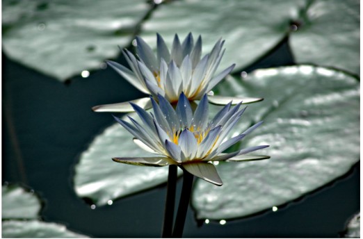 水中花! 摄影 毕加索