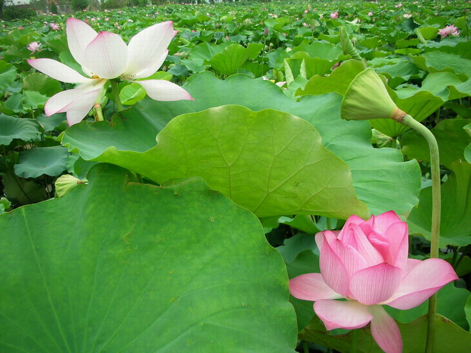 护花使者 摄影 春华