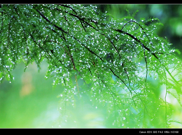 珍珠雨 摄影 水又十一汉