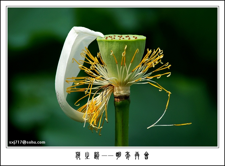 荷之韵--明年再会 摄影 苏醒