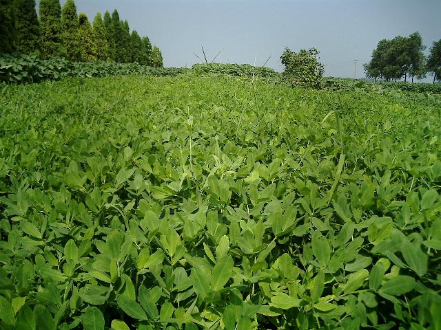 花生地 摄影 东方剑