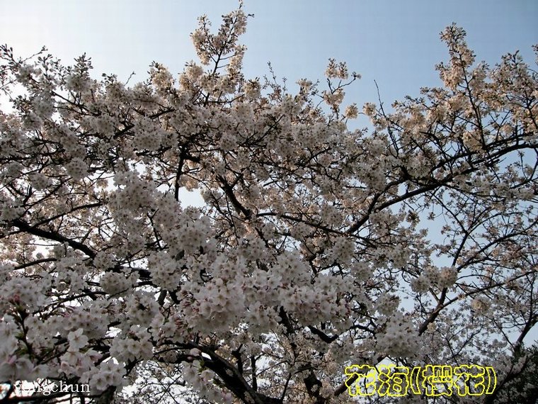 花海(樱花) 摄影 永纯