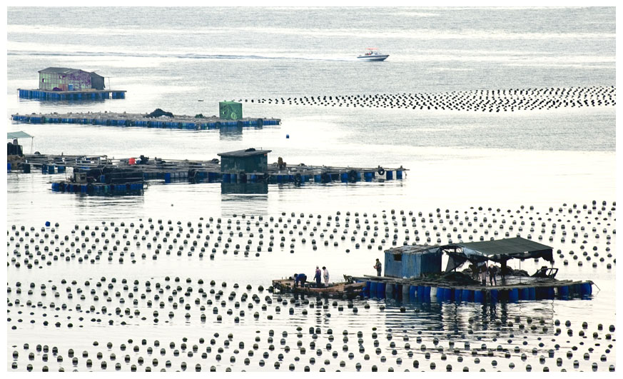 海上牧场 摄影 老鹰