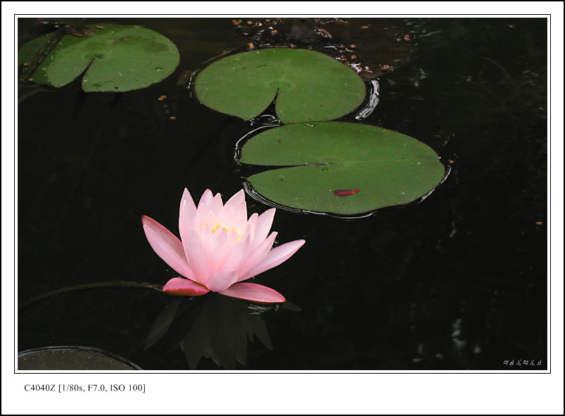 莲梦 摄影 闲看花开花落