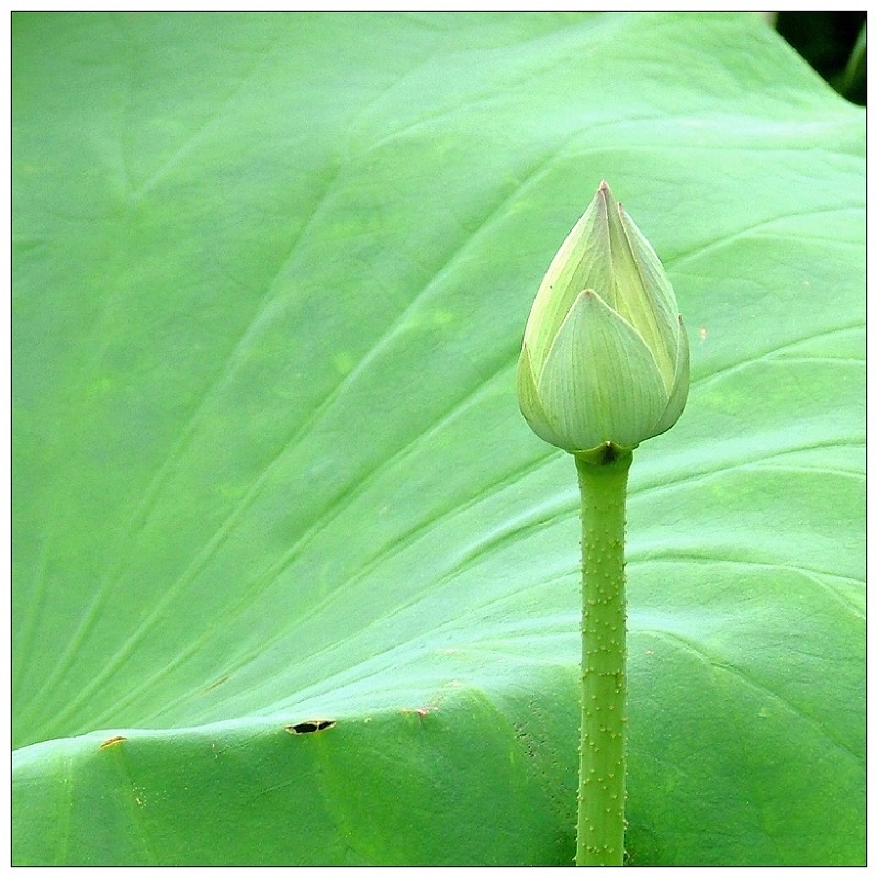 含苞 摄影 伶仃岛