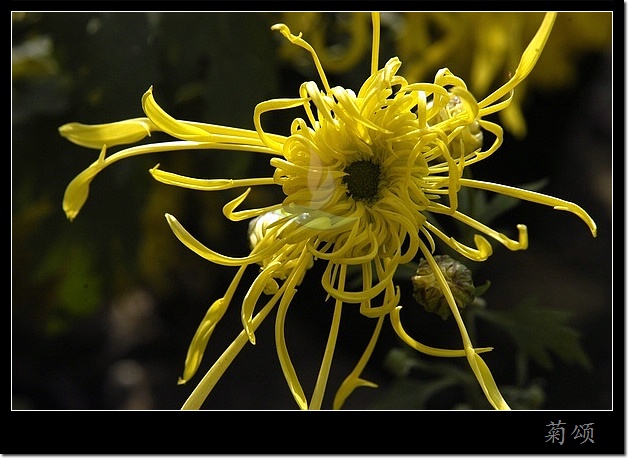 菊花礼赞 摄影 山野布衣