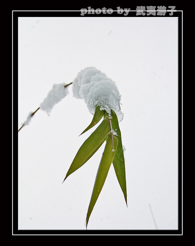 雪竹 摄影 武夷游子