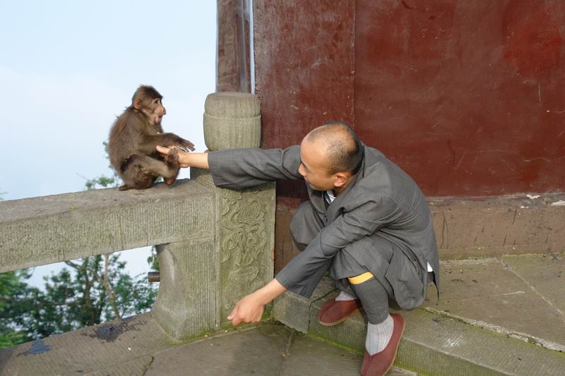 师父对猴的教导 摄影 生命的爱