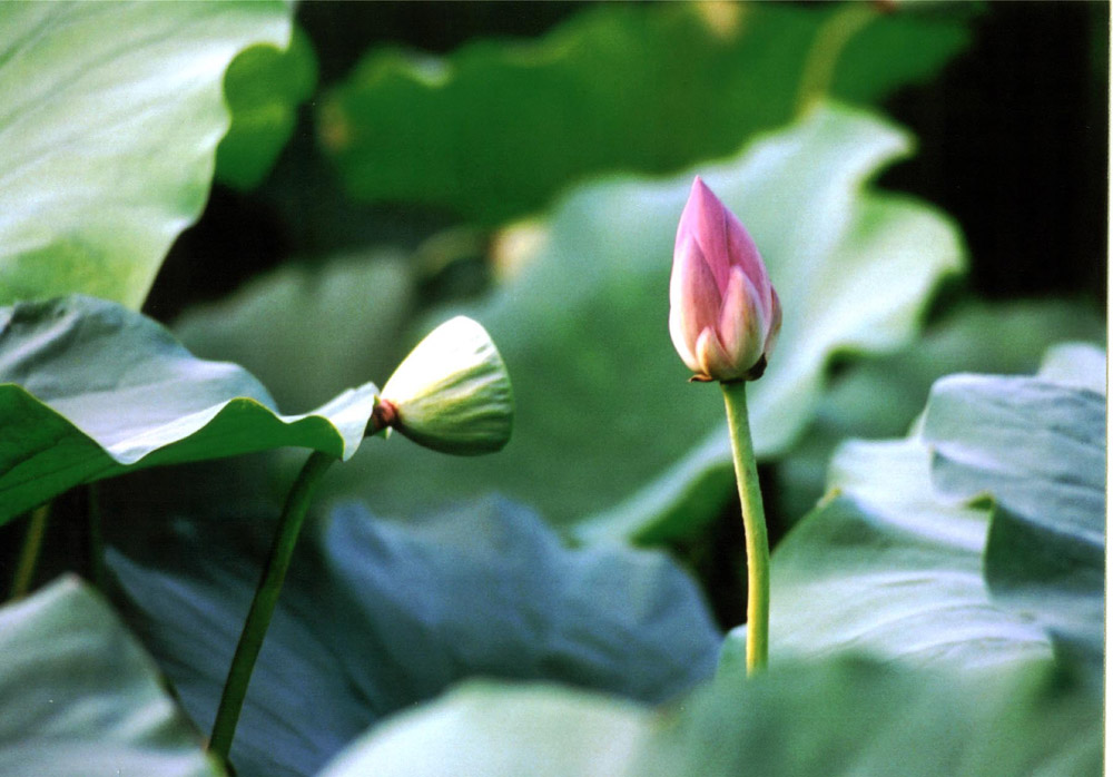 荷花02 摄影 刘哲