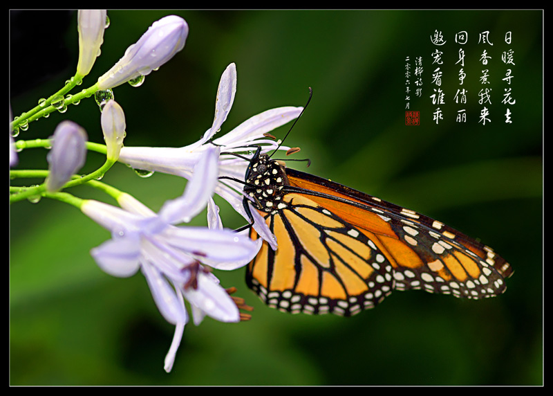 花蝶争艳 摄影 huazhu