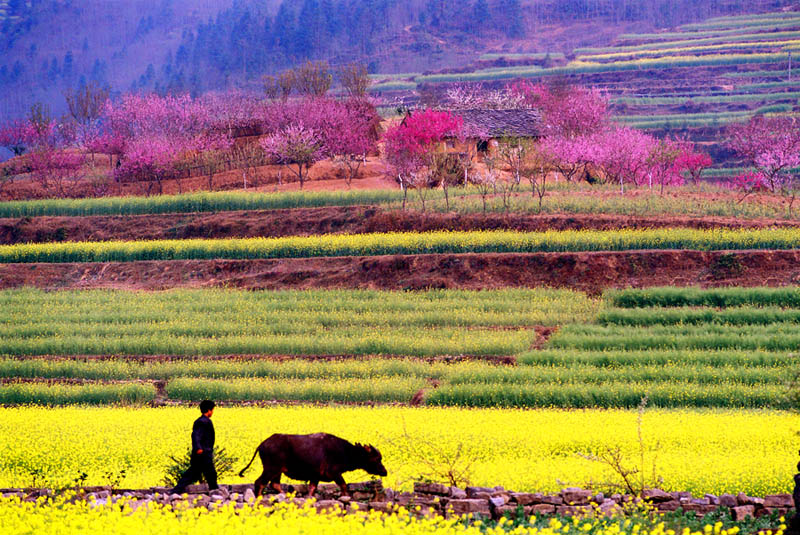 桃花家园 摄影 贵州山花烂漫