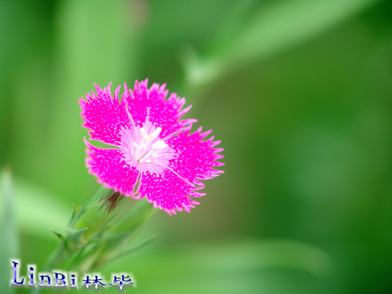 风中弱絮荡轻盈 摄影 尼欧