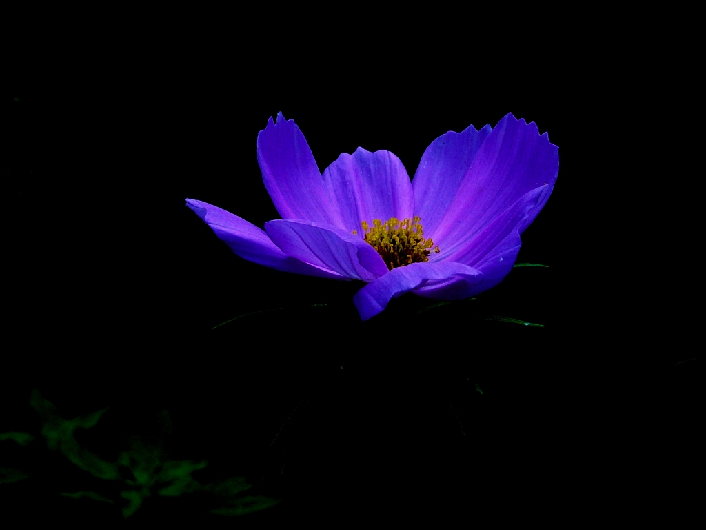 花卉 摄影 冬雨夏雪