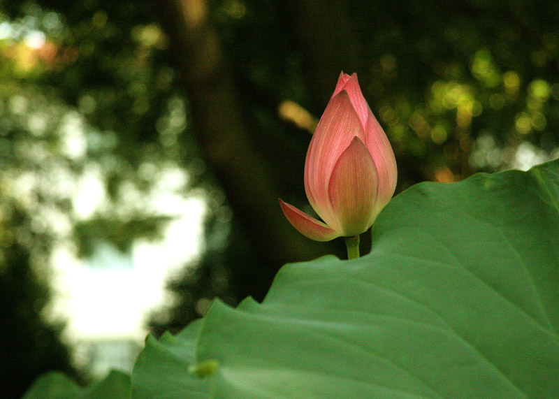 出水芙蓉 摄影 老雷头