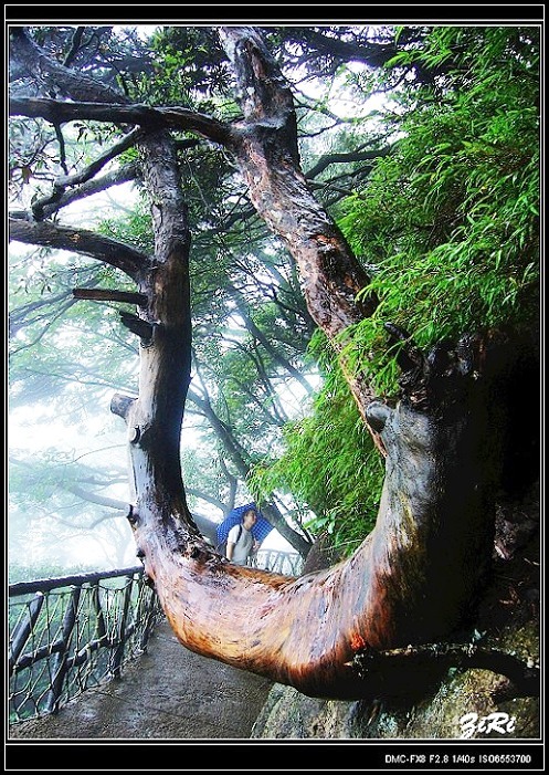 雾锁三清山（4）：与众不同 摄影 紫日