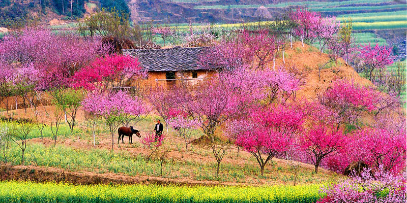 桃花源记 摄影 贵州山花烂漫