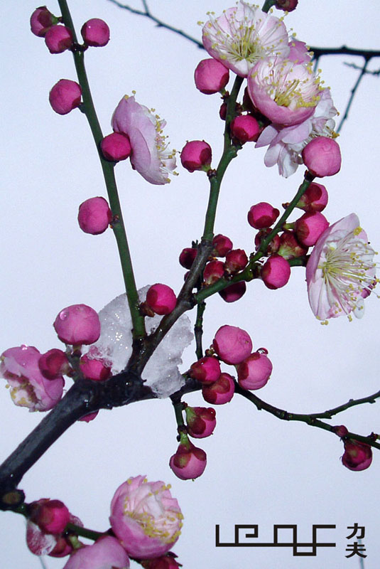 傲雪梅花 摄影 地球彩叶