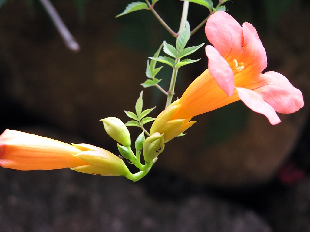 无名花 摄影 千钧棒