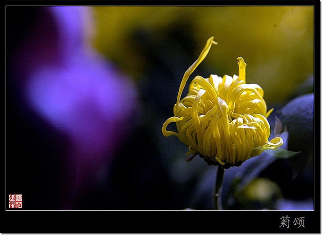 菊花赋 摄影 山野布衣