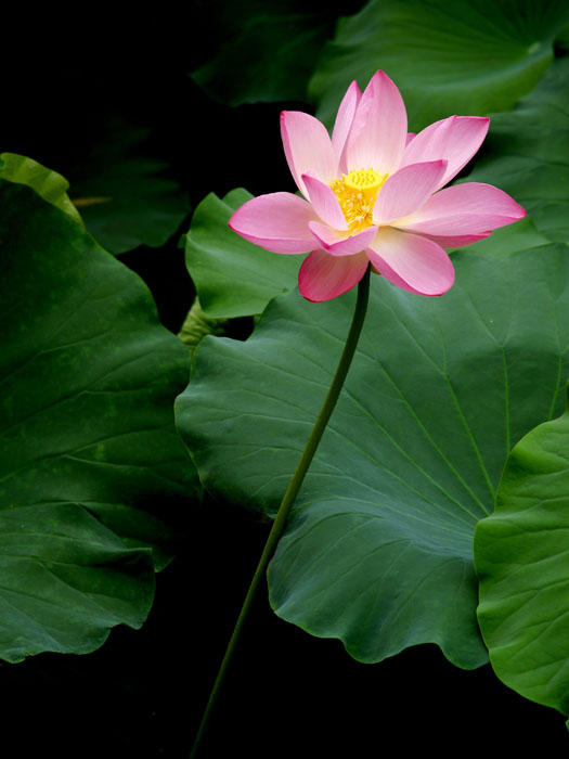 荷花 摄影 旷野无风