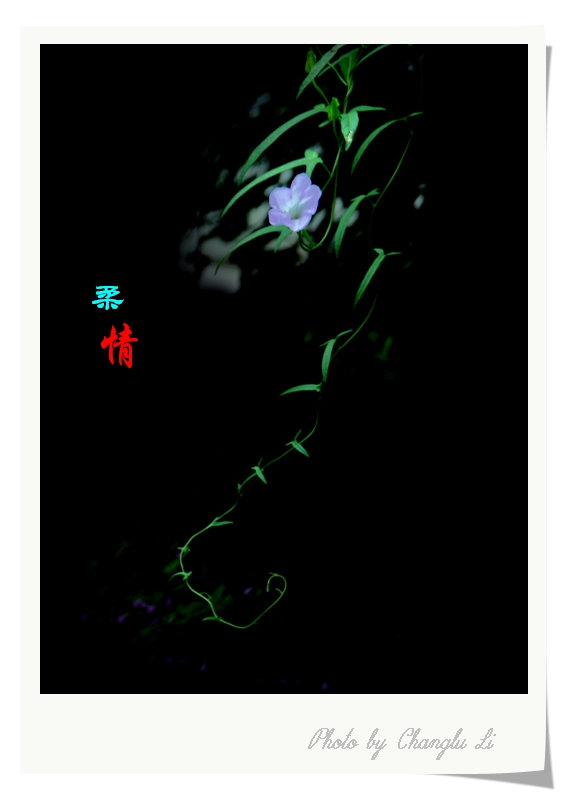 柔情 摄影 低烧老色友