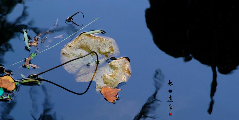 荷塘物语 摄影 太白遗风