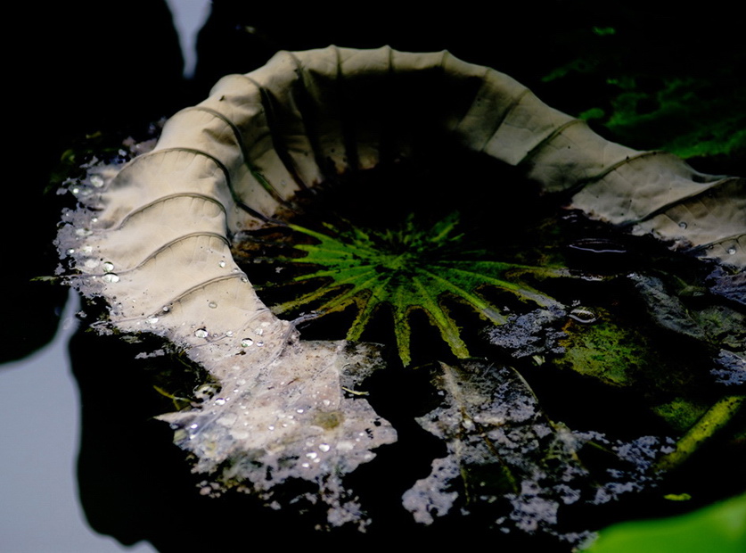 残荷听雨 摄影 苏州酒话