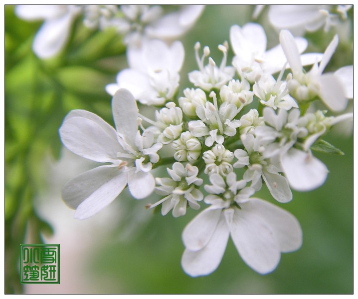 芫荽花 摄影 雪妍