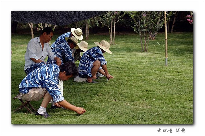 精心修剪 摄影 老山东