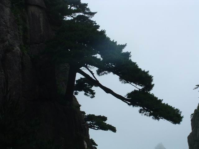 黄山--探海松 摄影 甲壳