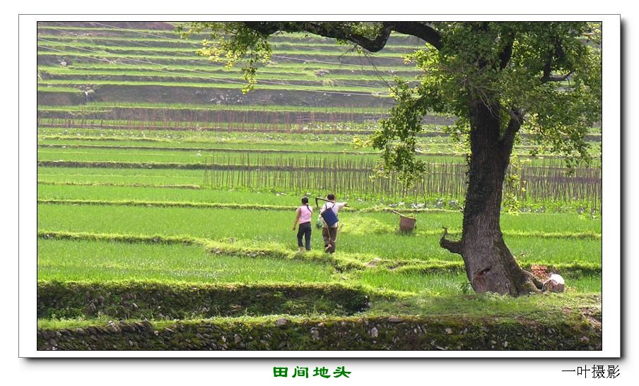 田间地头 摄影 南山一叶