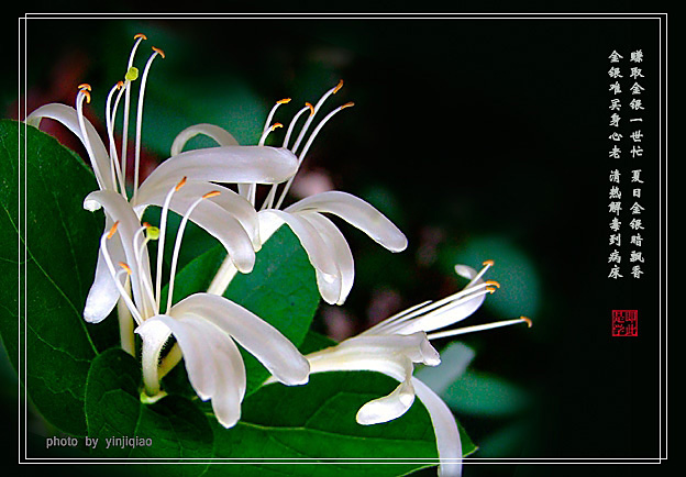 金银花（又名双花） 摄影 yinjiqiao