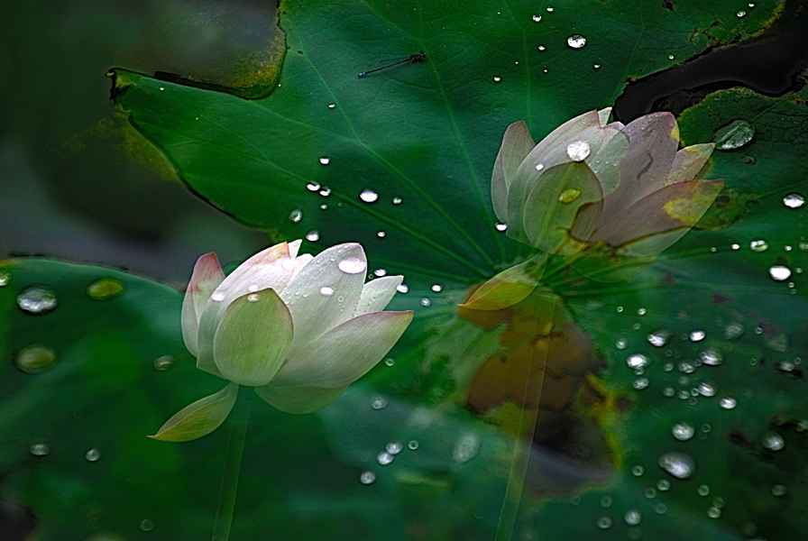 雨荷 摄影 苏州酒话