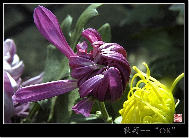 菊花赋 摄影 山野布衣