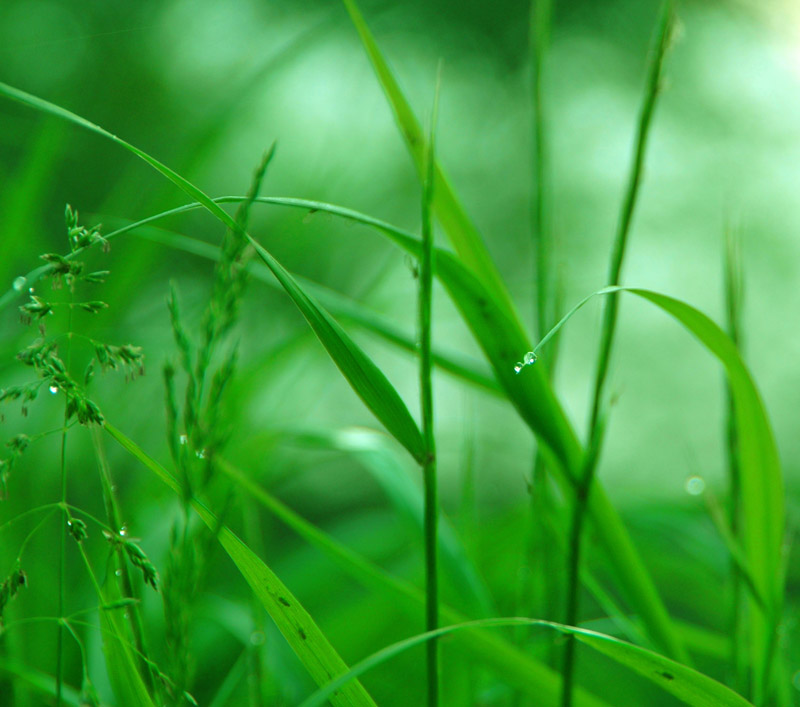露 摄影 朱杨芙蓉